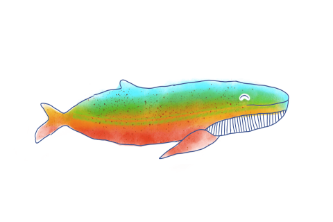 Colour Whale