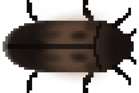 Dermestid