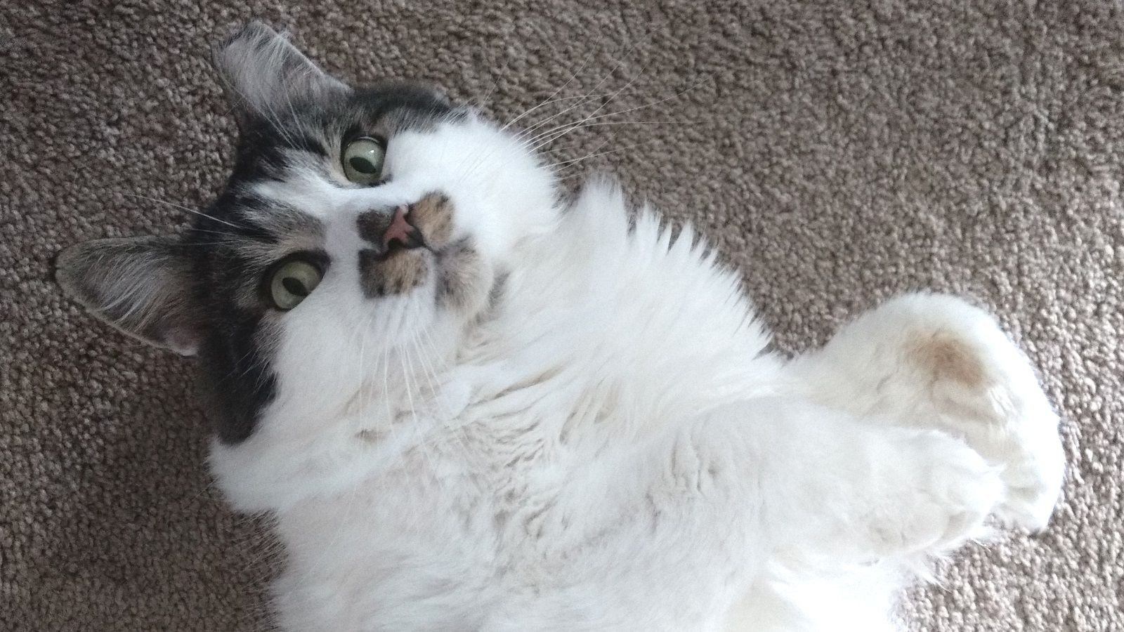 Space Cat Rescue Cover