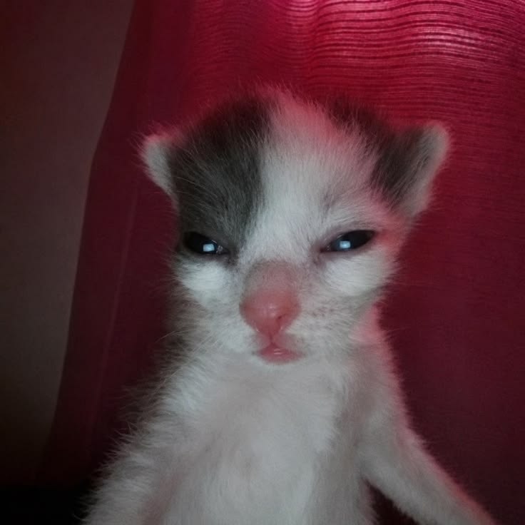 QRott